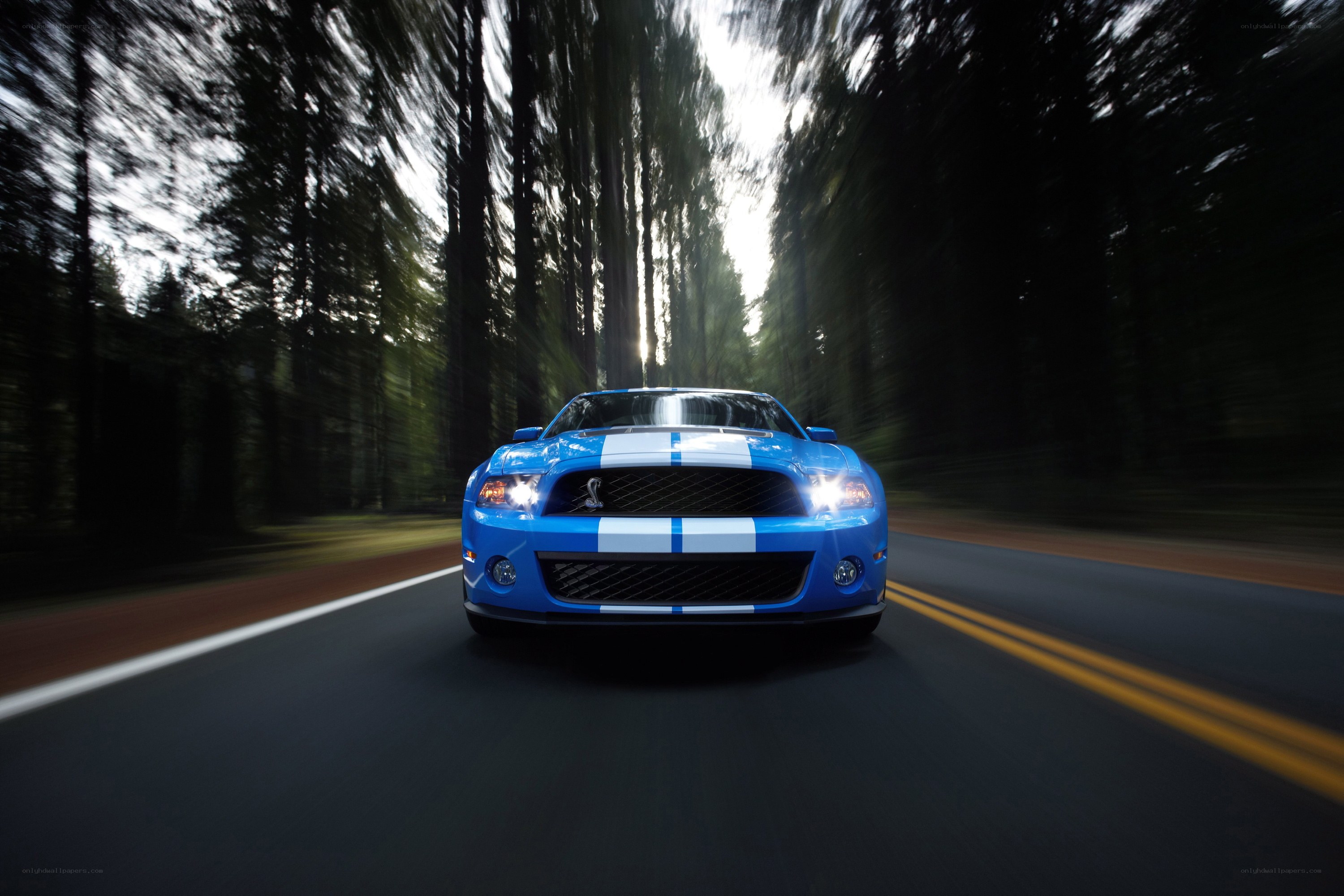 Blue Mustang on forest road