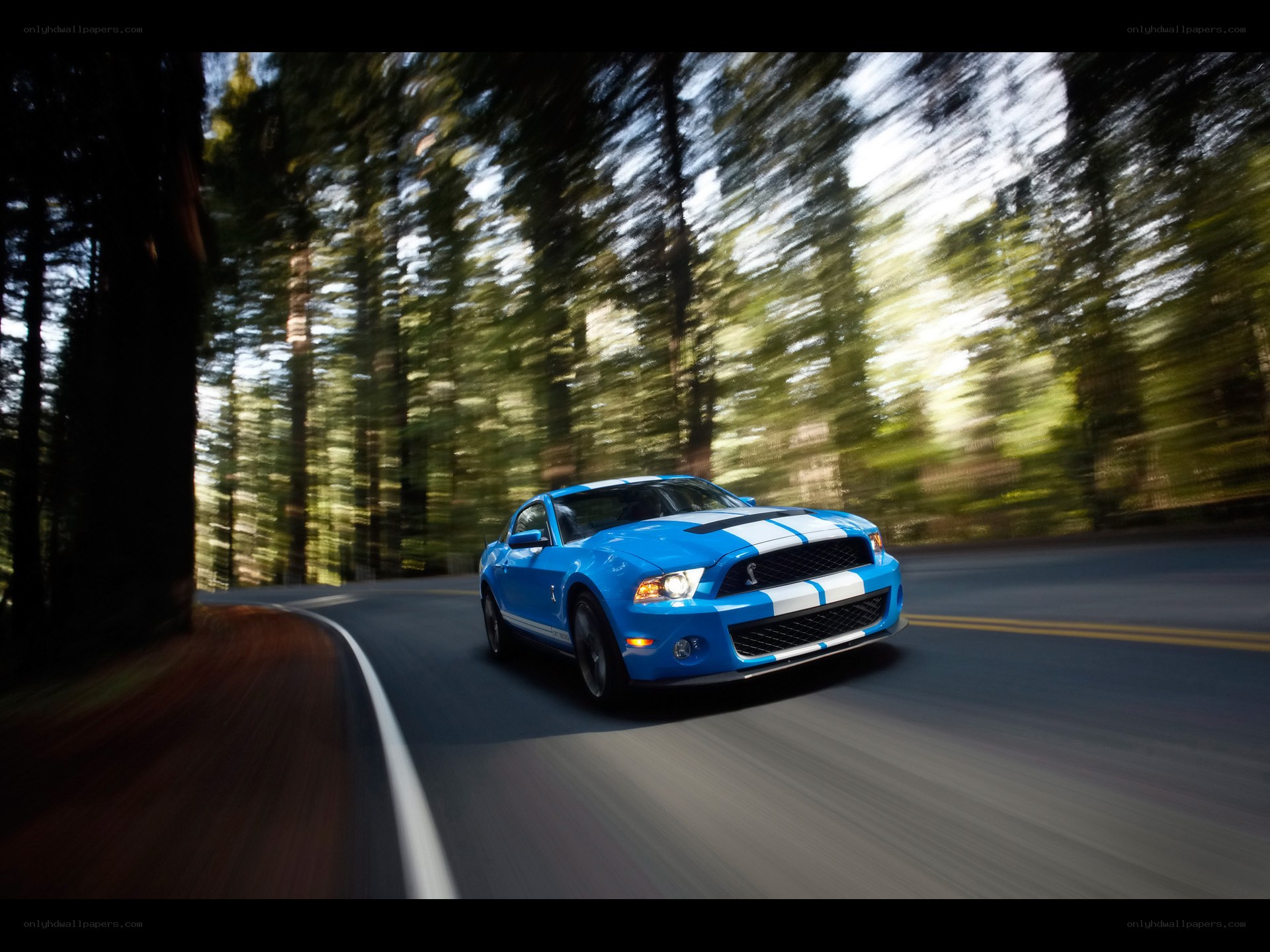 Blue Mustang on forest road