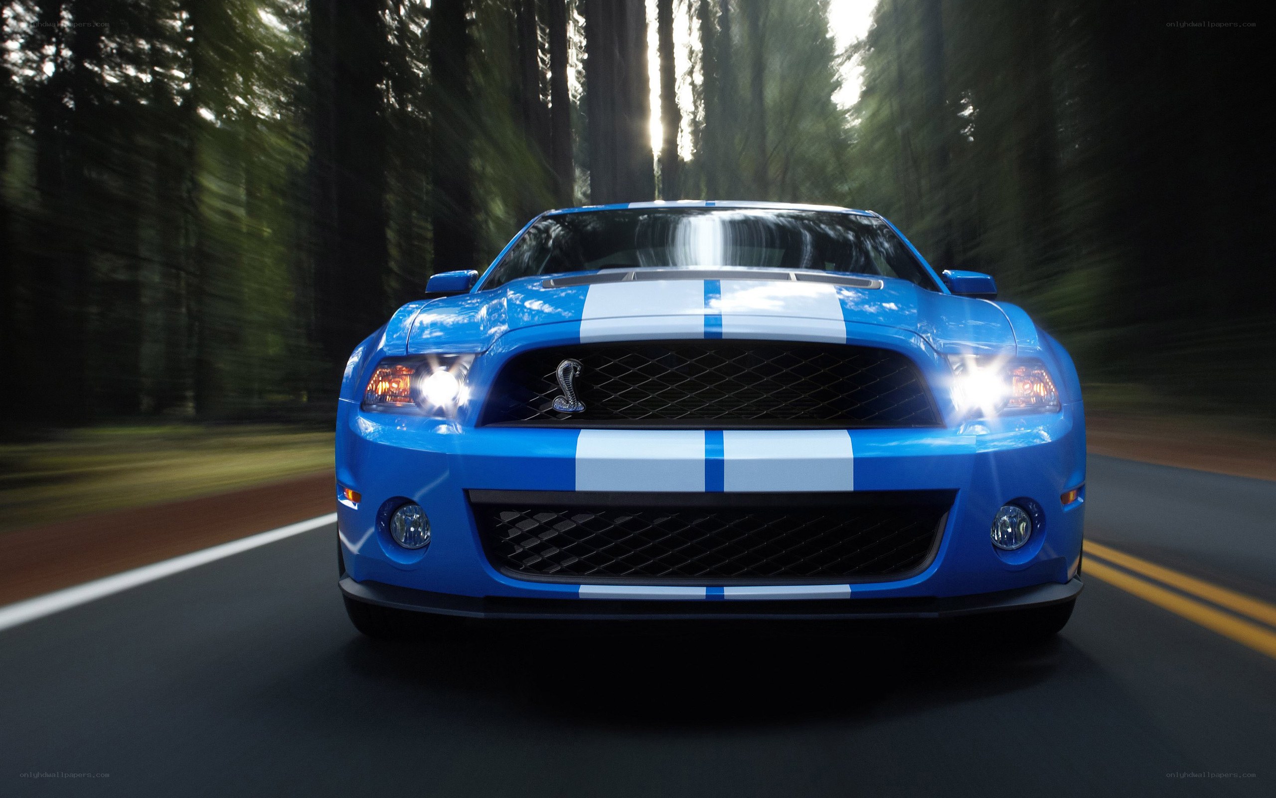 blue mustang on forest road