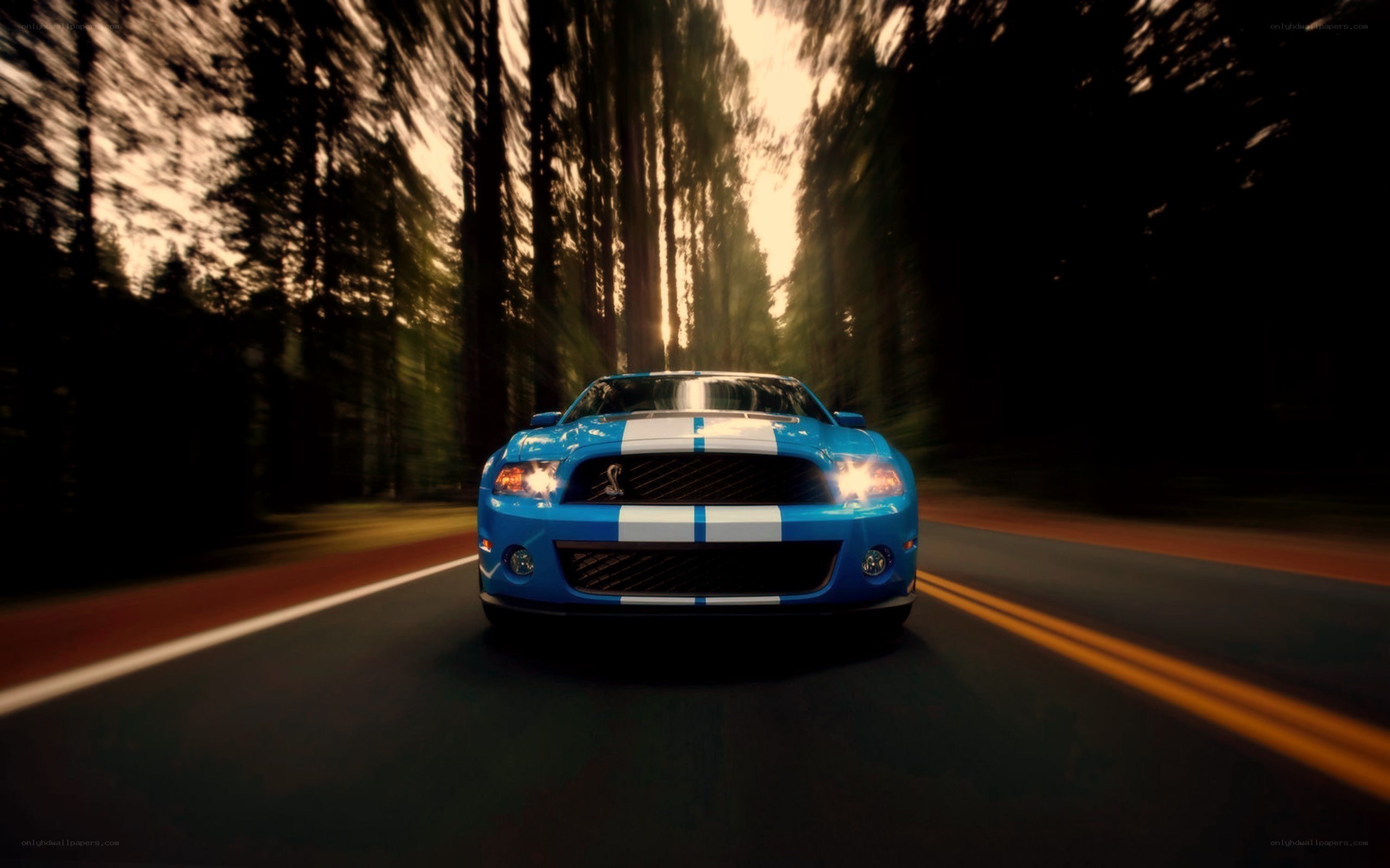 blue mustang on forest road