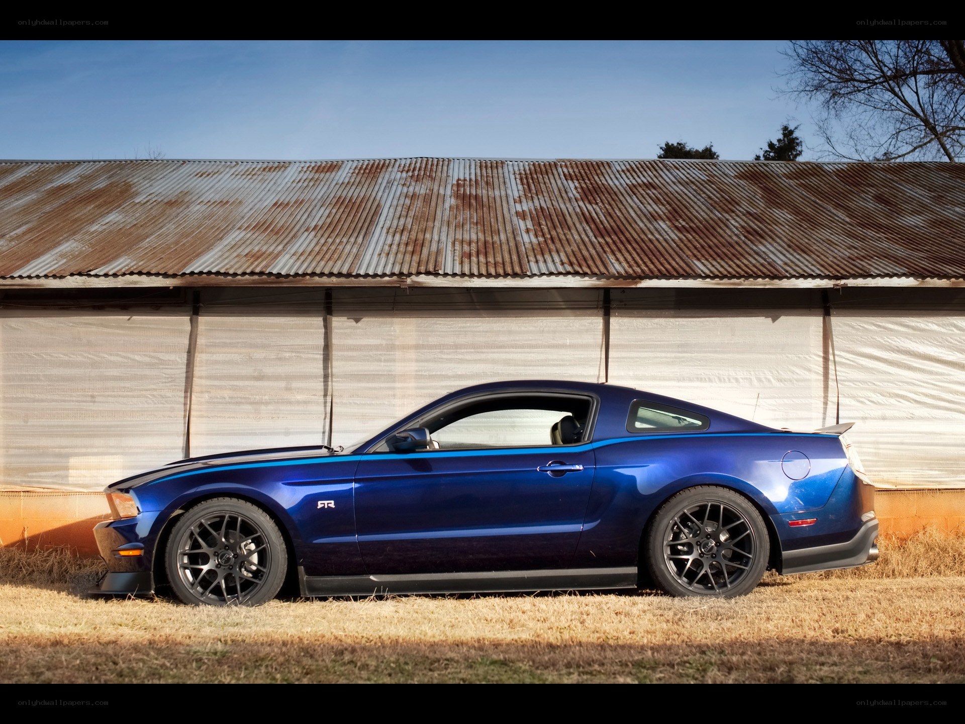 blue mustang on grass