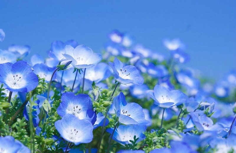 Blue Nemophila Flowers — Serene, Spring, Photograph, Green Leaves