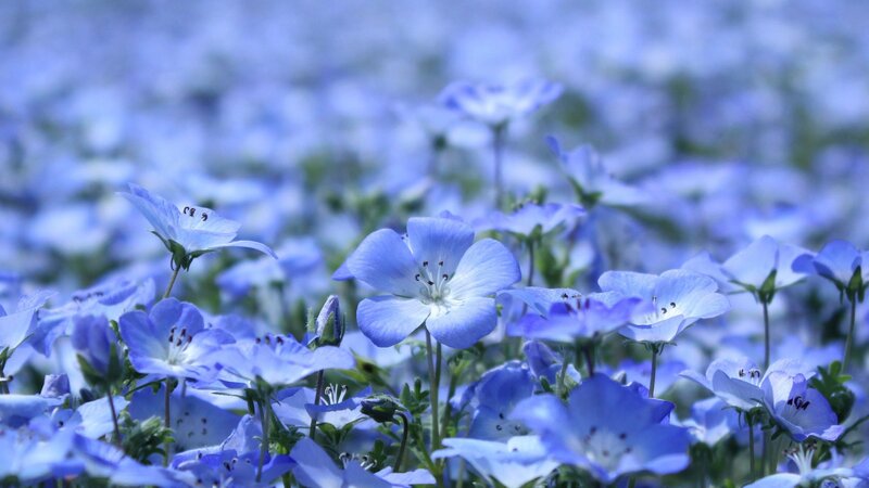 Blue Nemophila Flowers — Serene, Spring, Photograph, Stems