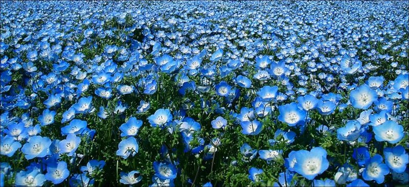 Blue Nemophila Flowers — Serene, Spring, Photograph