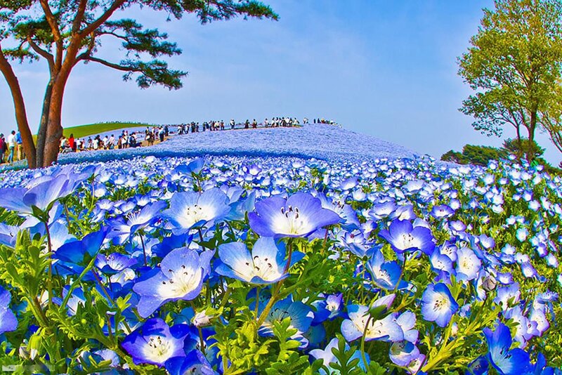 Blue Nemophila Flowers — Serene, Spring, Photograph, Trees