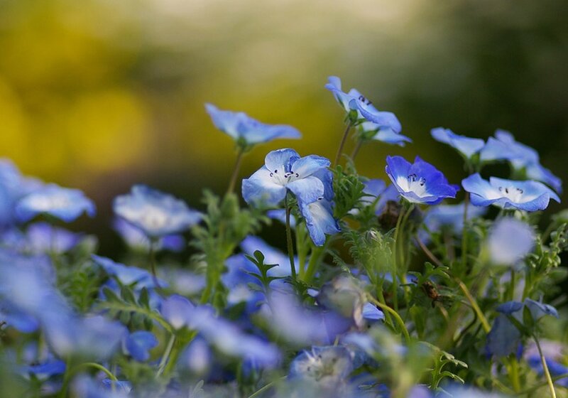 Blue Nemophila Flowers — Serene, Spring