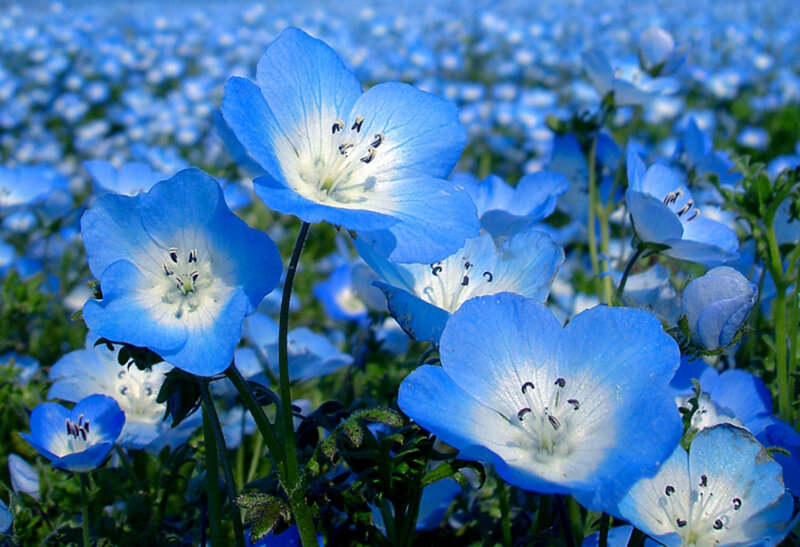 Blue Nemophila Flowers — Serene