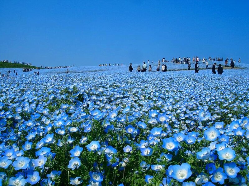 Blue Nemophila Flowers