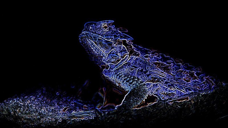 blue neon lizard on black