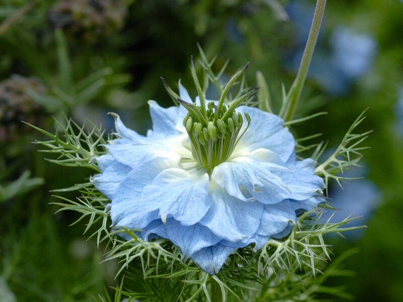 Blue Nigella Flower — Calm, Photograph
