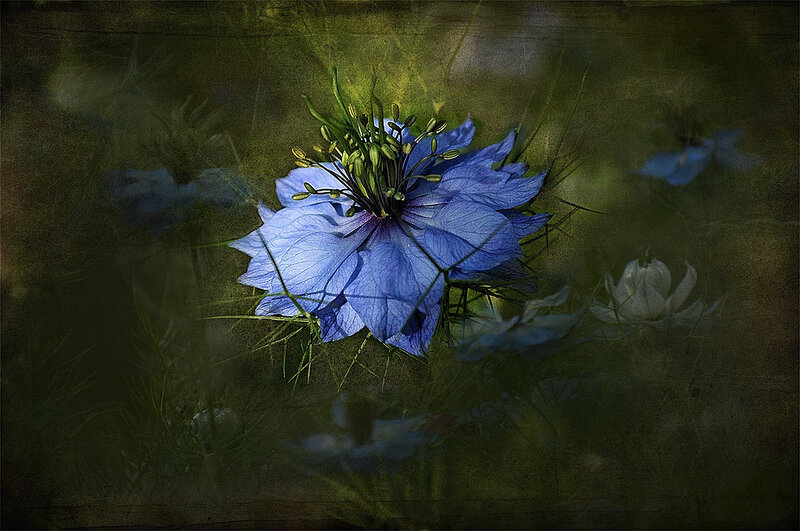 Blue Nigella Flower — Dramatic
