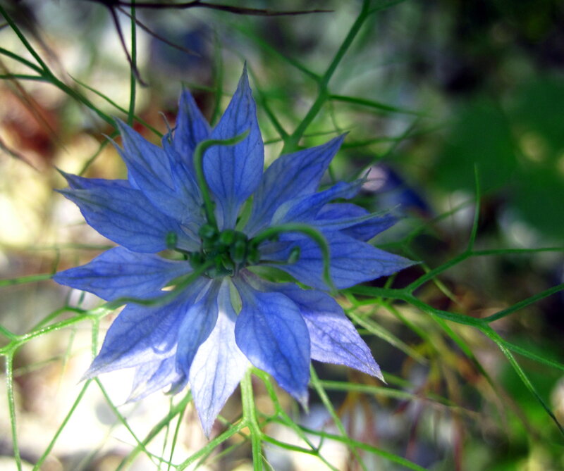 Blue Nigella Flower — Natural