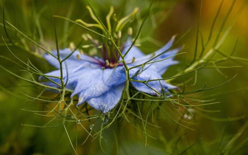 Blue Nigella Flower — Serene, Afternoon