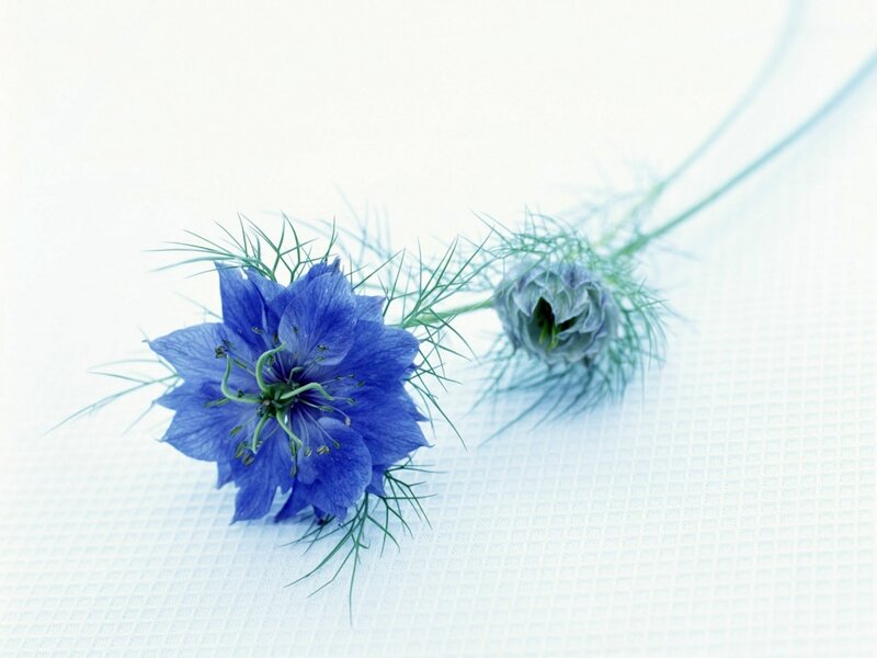 Blue Nigella Flower — Serene, Photograph, Stem