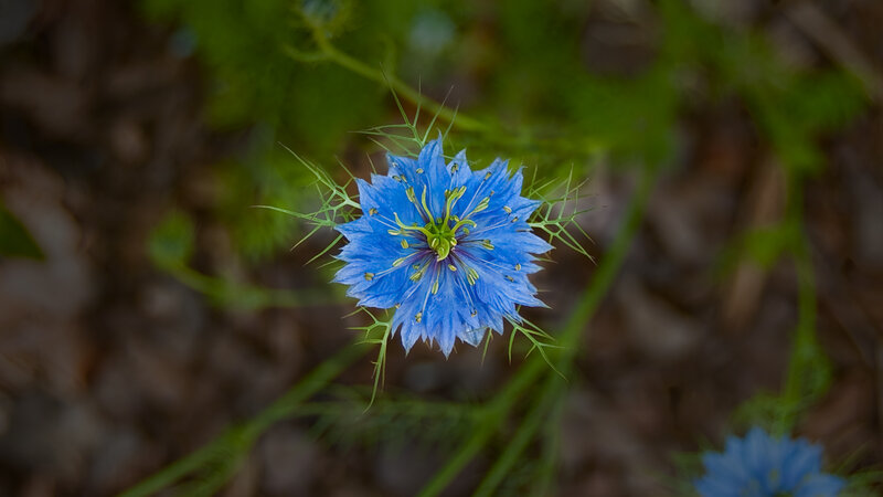 Blue Nigella Flower — Serene