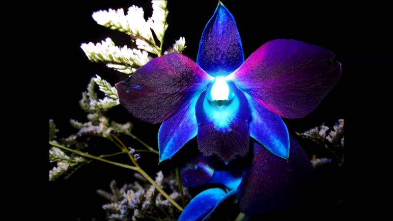 Blue Orchid Flower — Dramatic, Night