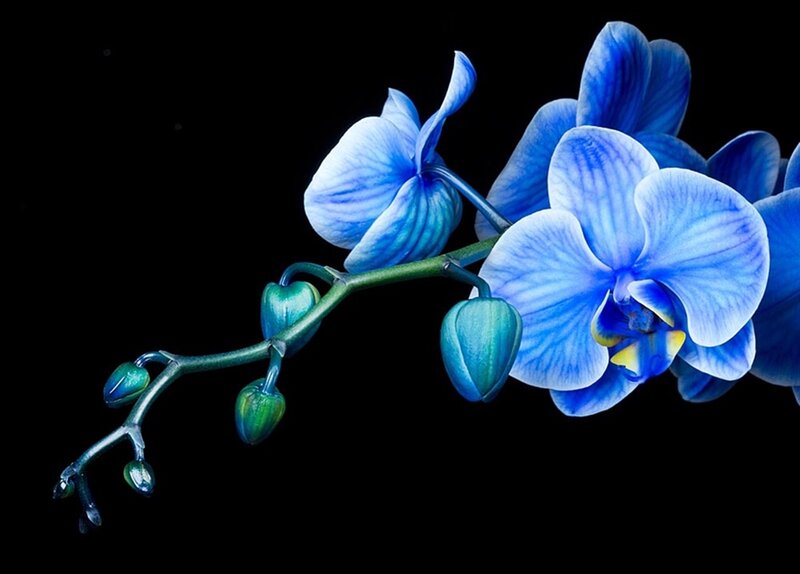 Blue Orchid Flower — Dramatic, Photograph, Buds, Stem