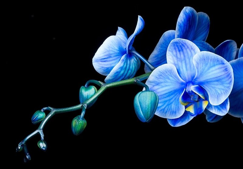 Blue Orchid Flower — Dramatic, Photograph, Buds