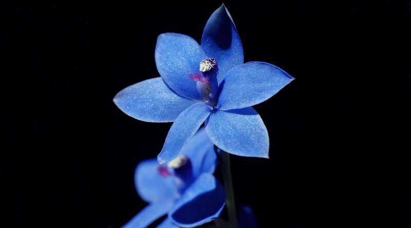 Blue Orchid Flower — Dramatic, Photograph