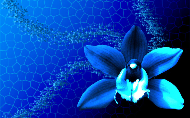 Blue Orchid Flower — Dramatic