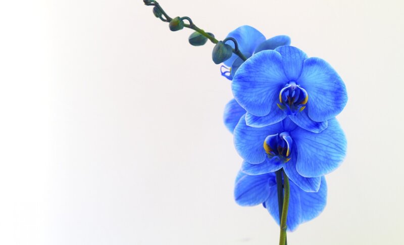 Blue Orchid Flower — Serene, Photograph, Stem