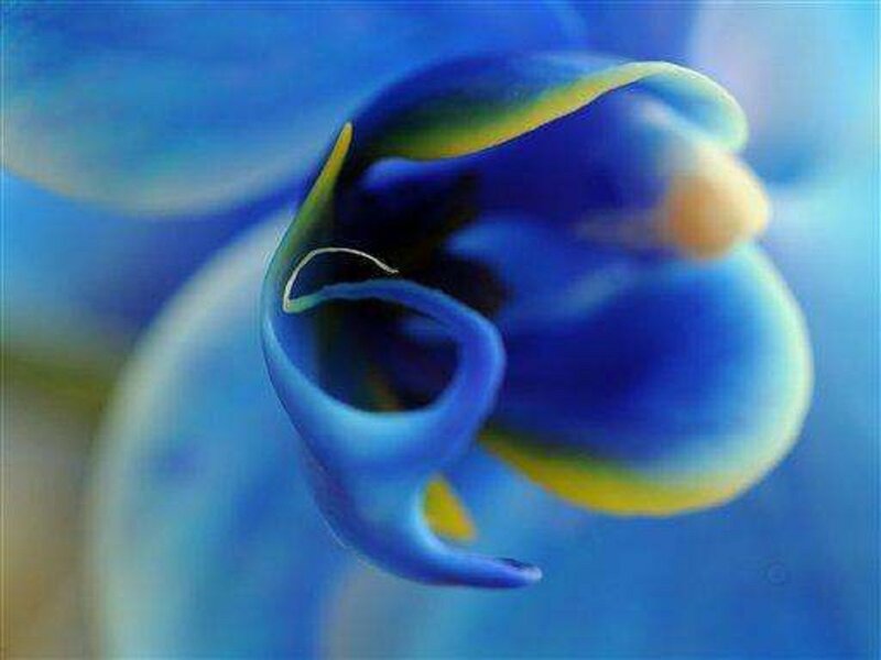 Blue Orchid Flower — Serene, Photograph