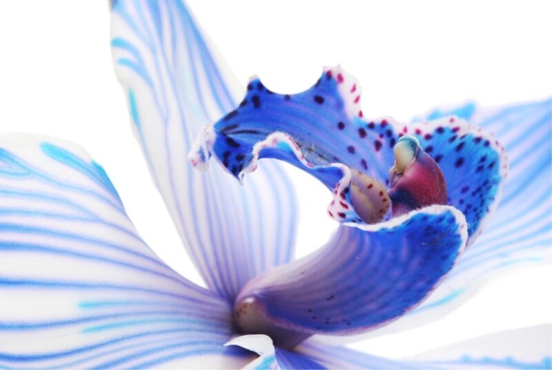 Blue Orchid Flower — Serene