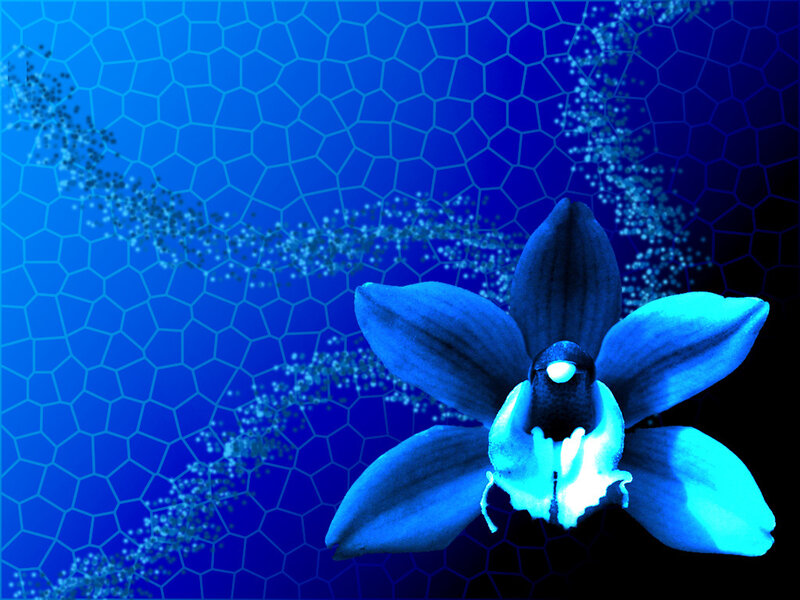 Blue Orchid Flower