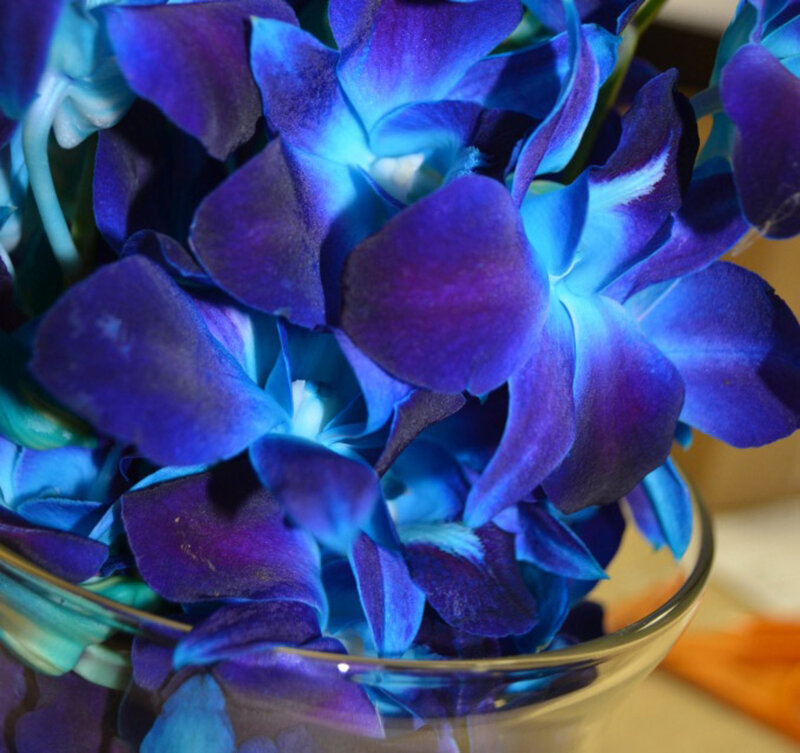 Blue Orchid Flowers — Calm, Photograph
