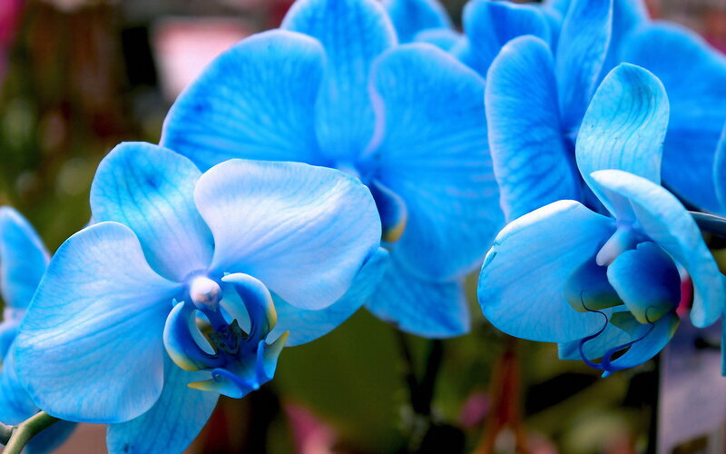 Blue Orchid Flowers — Calm
