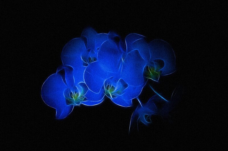 Blue Orchid Flowers — Dramatic, Night, Digital Art