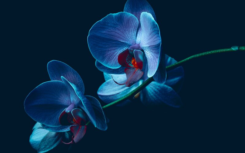 Blue Orchid Flowers — Dramatic, Night