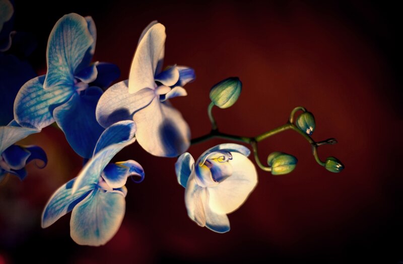 Blue Orchid Flowers — Dramatic, Photograph