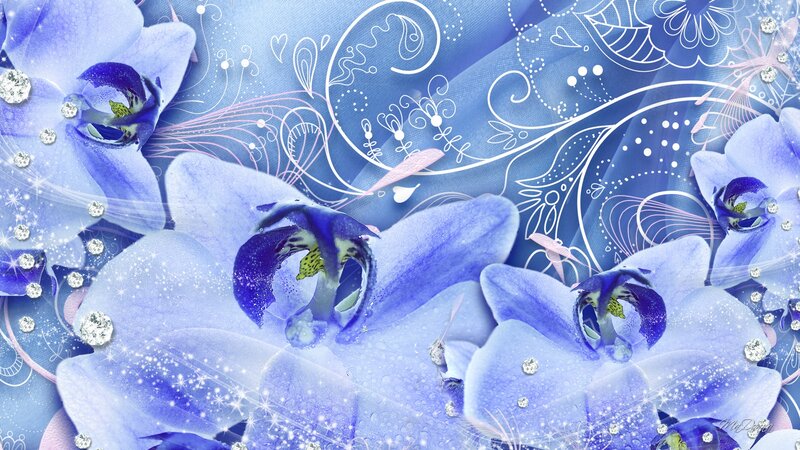Blue Orchid Flowers — Dreamy