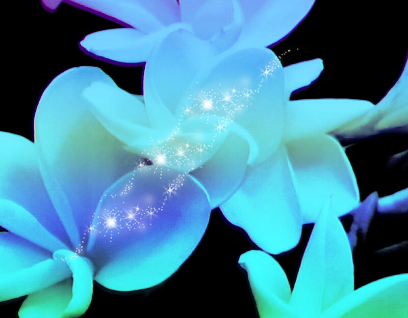 Blue Orchid Flowers — Ethereal