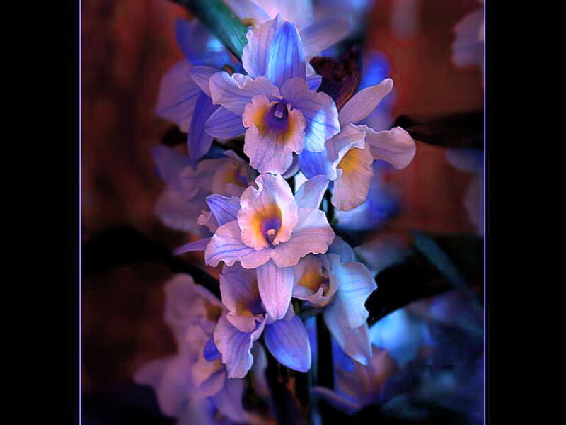 Blue Orchid Flowers — Purple