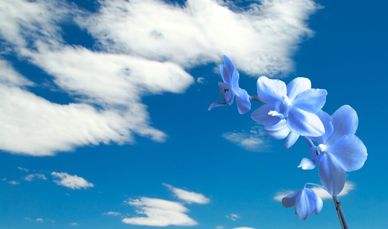 Blue Orchid Flowers — Serene, Afternoon