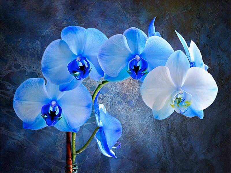 Blue Orchid Flowers — Serene, Digital Art