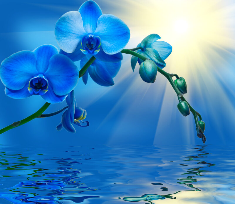 Blue Orchid Flowers — Serene, Morning