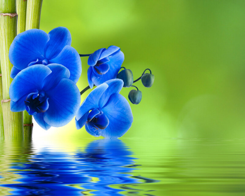 Blue Orchid Flowers — Serene, Photograph, Bamboo