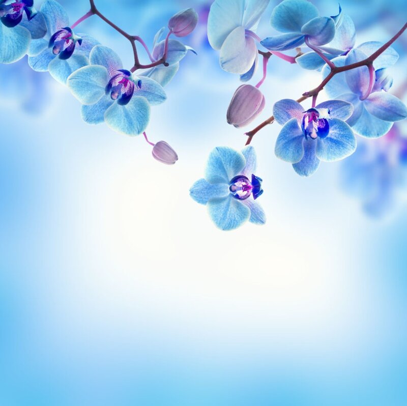 Blue Orchid Flowers — Serene, Photograph, Buds, Branches