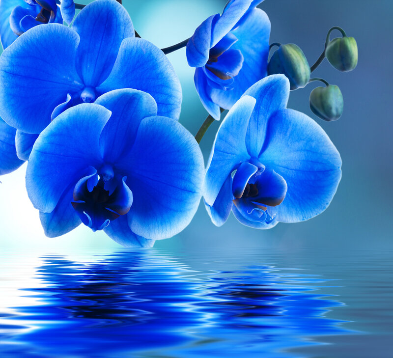 Blue Orchid Flowers — Serene, Photograph, Buds