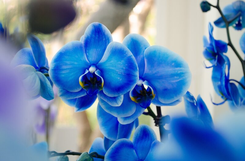 Blue Orchid Flowers — Serene, Photograph, Stem