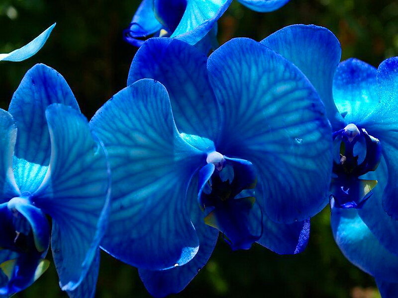 Blue Orchid Flowers — Serene, Photograph