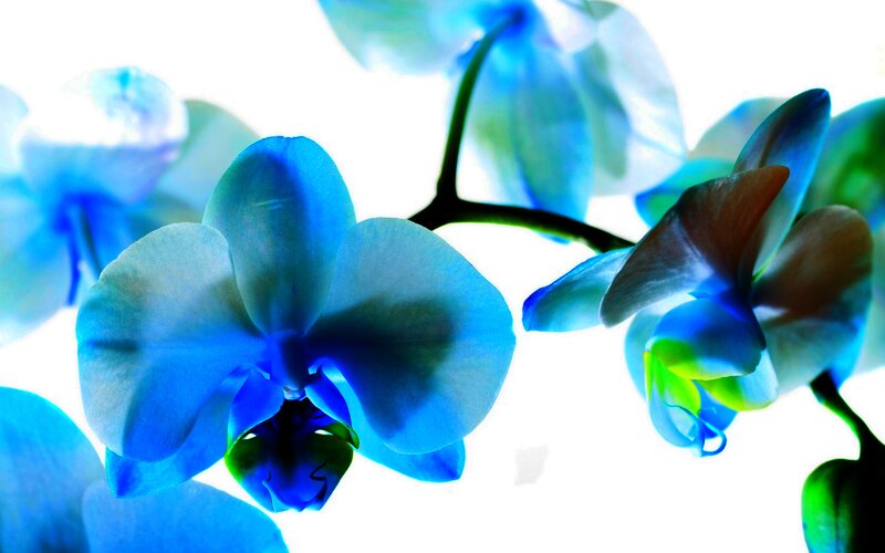 Blue Orchid Flowers — Serene
