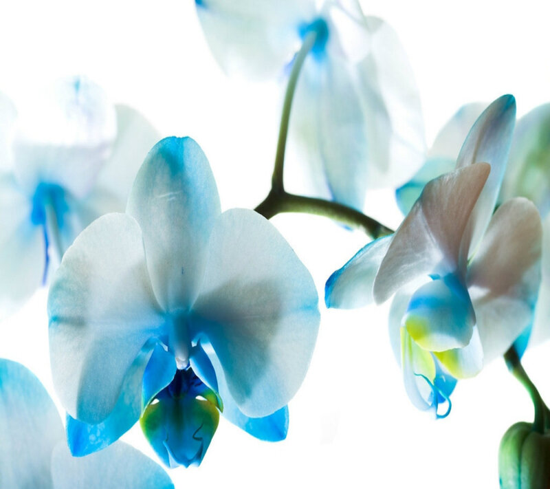 Blue Orchid Flowers — White, Serene, Photograph, Flower, Stem