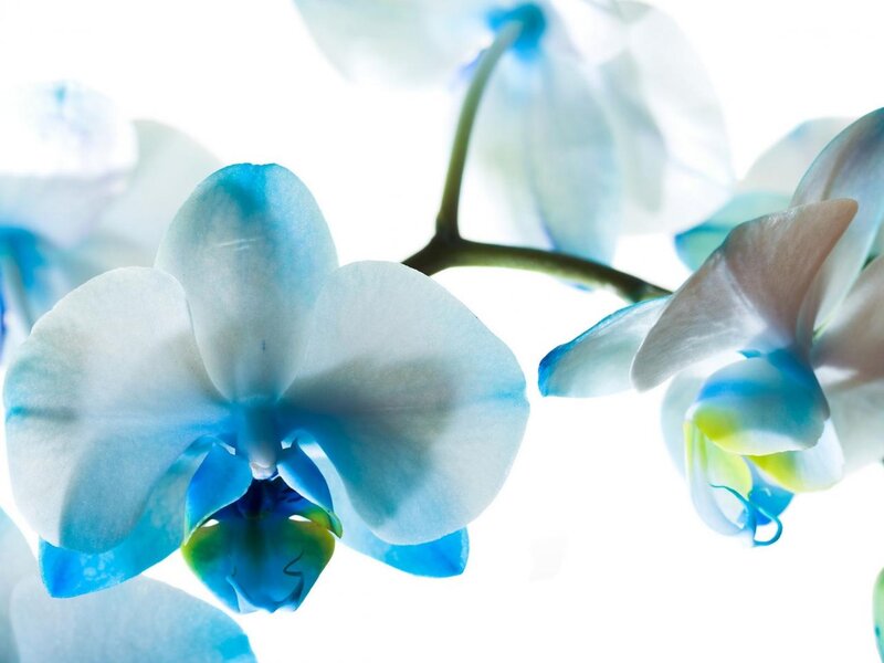 Blue Orchid Flowers — White, Serene, Photograph