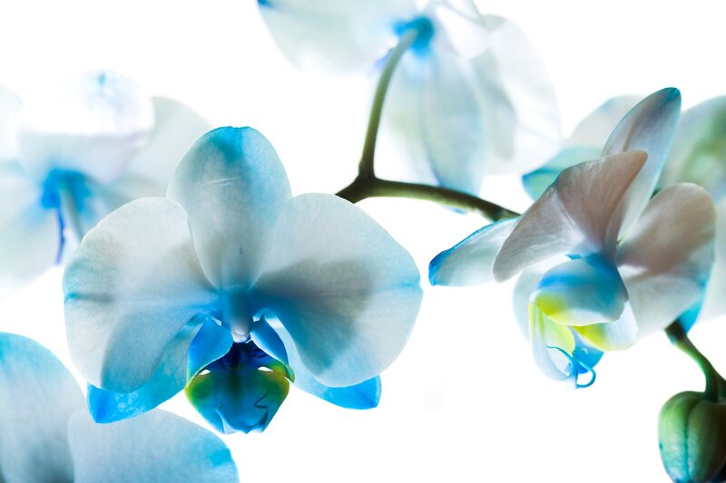 Blue Orchid Flowers — White, Serene