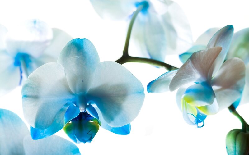 Blue Orchid Flowers — White