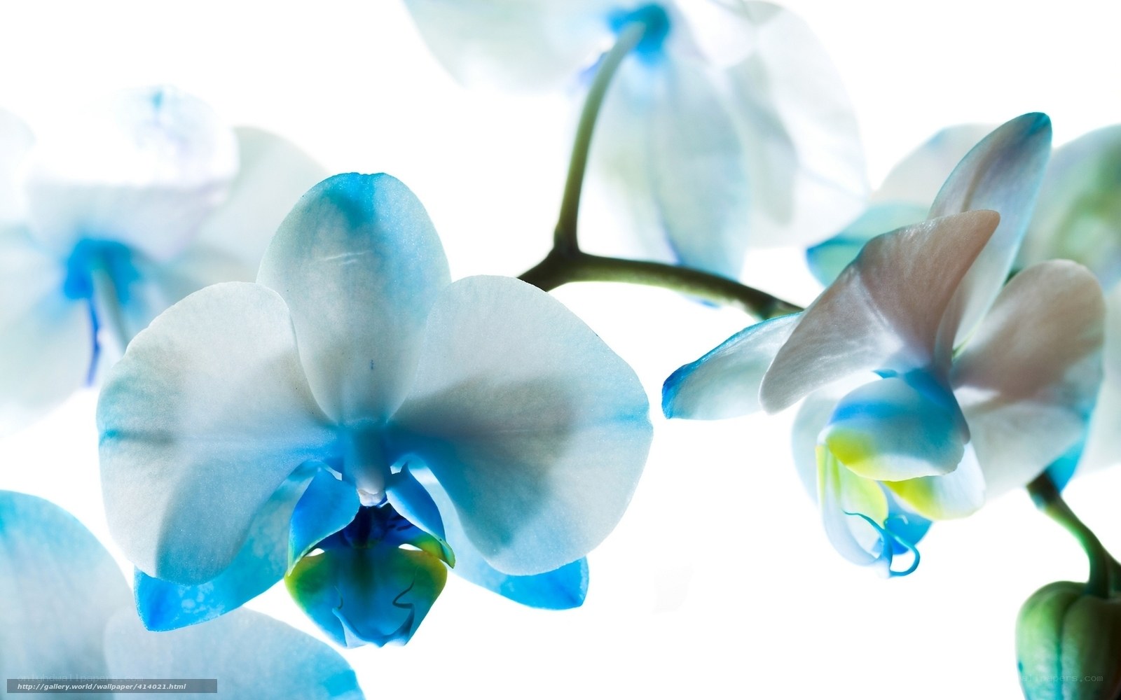 Blue Orchid Flowers